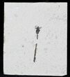 Fossil Damselfly - Green River Formation, Wyoming #23299-1